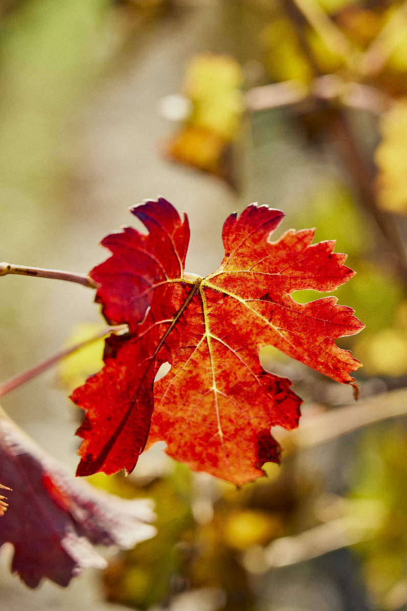 4 Seasons of the 2023 vintage | Chateau Pichon Longueville Comtesse de ...